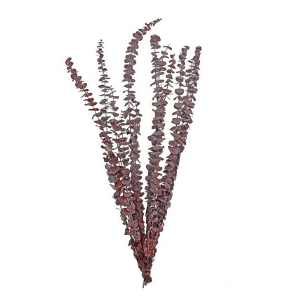 EUCALYPTUS SUŠINA HNEDÁ