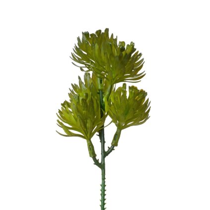 ZÁPICH SUKULENT TMAVO ZELENÝ 18CM