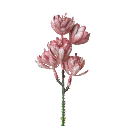 ZÁPICH SUKULENT RUŽOVÝ 18CM