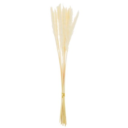 PAMPOVÁ TRÁVA SUŠINA