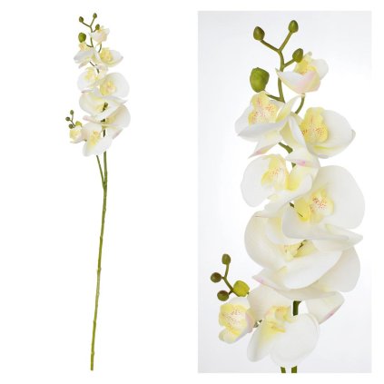 KS ORCHIDEA BIELA 88CM