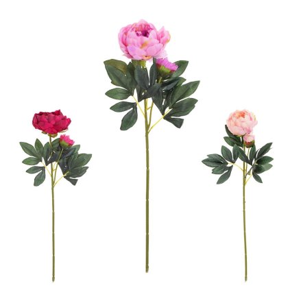 KS PIVONIA S PUKOM MIX/3F 70cm