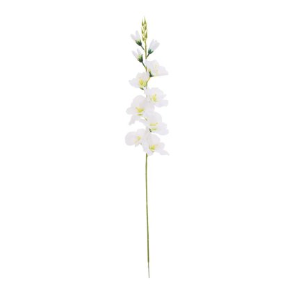 KS GLADIOLA BIELA 75CM