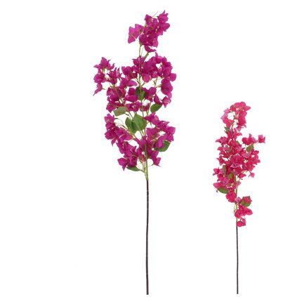 KONÁR BUGENVILEA MIX/2F 110CM