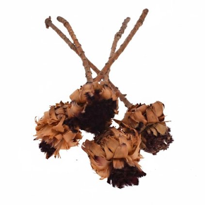 Nerifolia hnedá -S/4ks /30-35cm