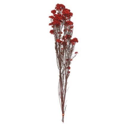 OZOTHAMNUS SUŠINA  ČERVENÁ