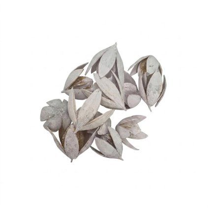 557 lily 4-7cm bielené 12ks