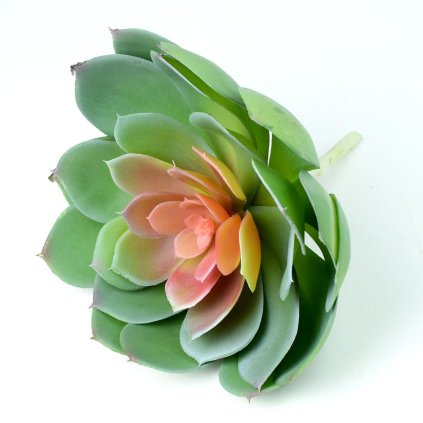 SUCULENT ECHEVERIA V:19CM P:20CM