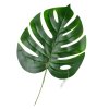 LIST MONSTERA 25/40CM
