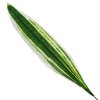 AKCIA! 25FLK1025 LIST DRACENA 60CM