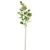 KS LISTY FICUS PANAŠOVANÉ 75CM