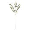KS EUCALYPTUS CINEREA ZELENO-SIVÝ 83CM