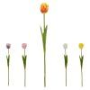 KS TULIPÁN PLNOKVETÝ MIX/5F 50CM