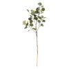 ZELEŇ EUCALYPTUS POPULUS ZELENÝ 90CM