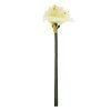 AMARYLIS 83CM BIELY