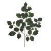 LIST FICUS ZELENÝ 55cm