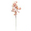 ZELEŇ EUCALYPTUS POPULUS HNEDÝ 90cm