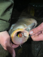 1_IMG-20250226-WA0001-1152x1536_small