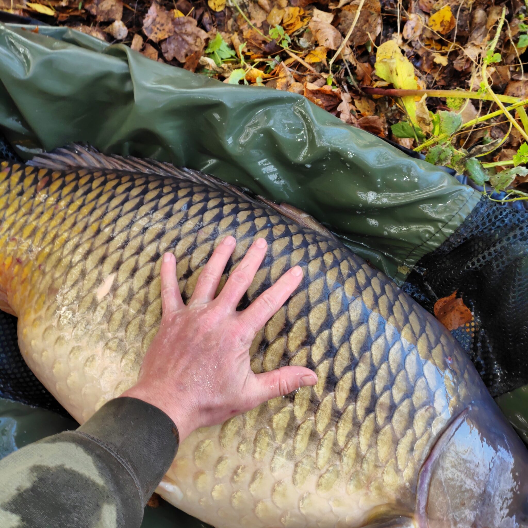 IMG_20241116_084008_DRO-edited-2048x2048