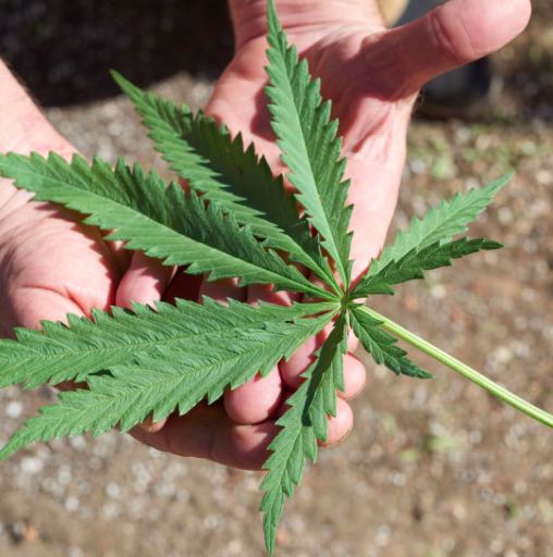 6 Pflanzen, die Cannabinoiden produzieren