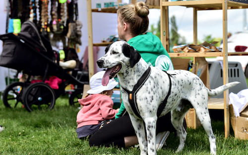 Allergien beim Hund: wie kann man ohne Medikamente behandeln?