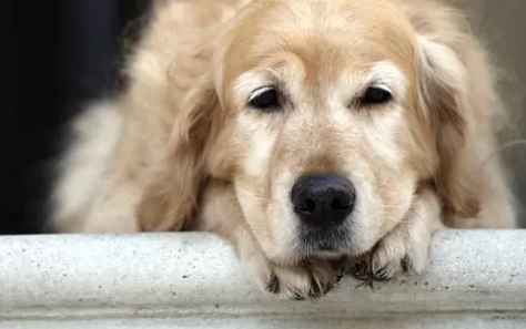 Arthritis bei Hunden - Kann CBD die Symptome verbessern?