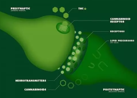 Cannabinoid-Rezeptoren: Was sind sie?