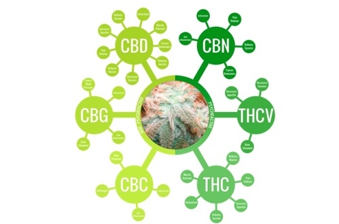 Was sind Cannabinoide und warum sind sie für den Körper so wichtig?