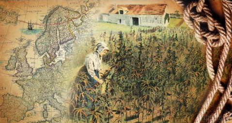 Cannabis - Etymologie des Wortes