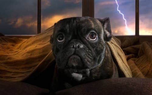 Kann CBD bei der Angst vor Gewitter bei Hunden helfen?