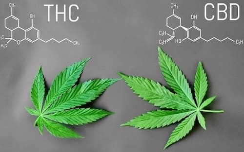 CBD vs. THC - Was ist der Unterschied?