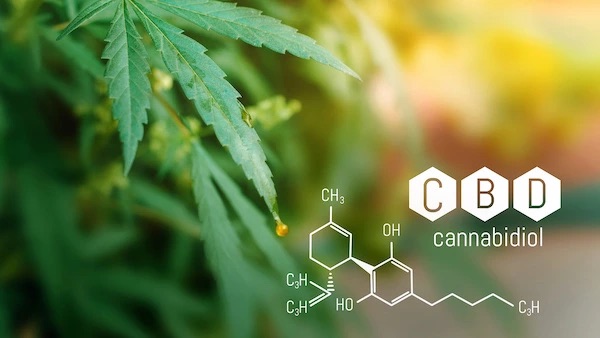 Wirkungen von CBD und Anwendung von CBD