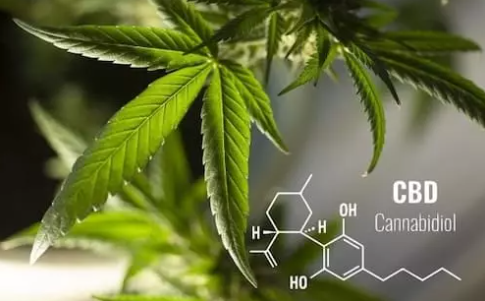 CBD Nebenwirkungen