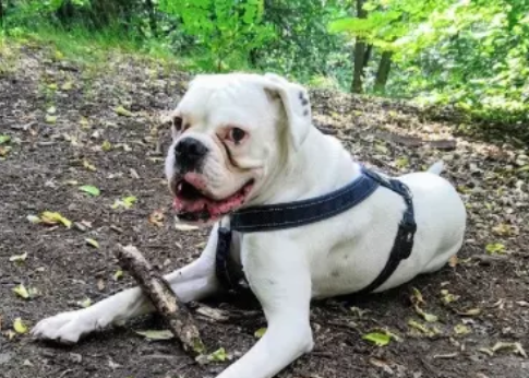 CBD Öl und Epilepsie beim Hund – die wahre Geschichte des Boxers Hugo!