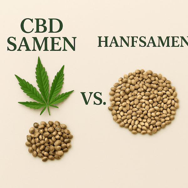 Cannabis Samen vs. Hanfsamen: Wo liegt der Unterschied?