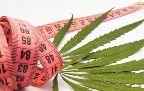 CBD zum Abnehmen - kann es ein guter Helfer sein?
