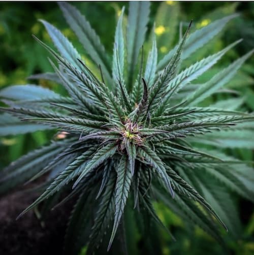 Die Wahrheit über den medizinischen Hanf in tschechischen Apotheken