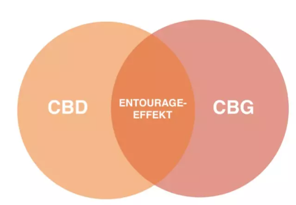 Der Entourage-Effekt von Cannabinoiden