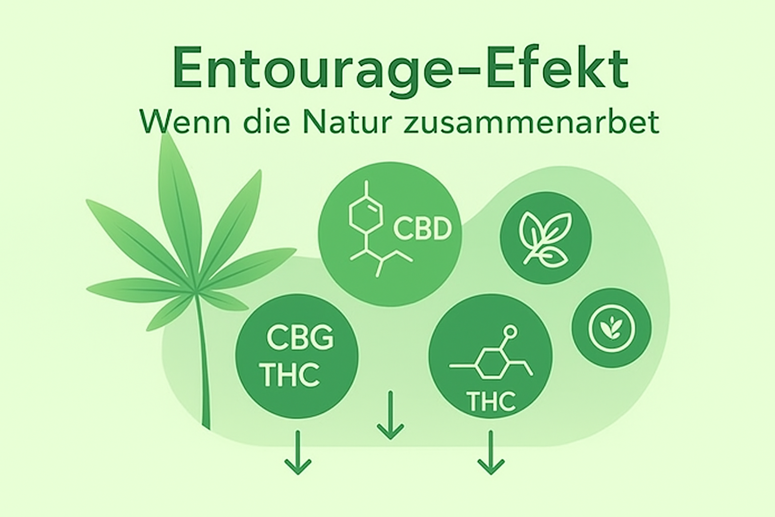 Was ist der Entourage-Effekt und warum ist er der Schlüssel zur Wirksamkeit von Cannabisprodukten?