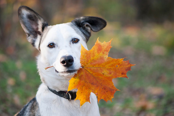 Ergänzungen zur Fütterung von Hunden und Pferden im Herbst