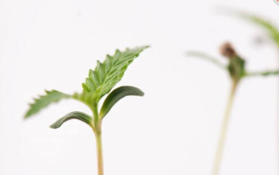 Flavonoide und ihre Wirkung