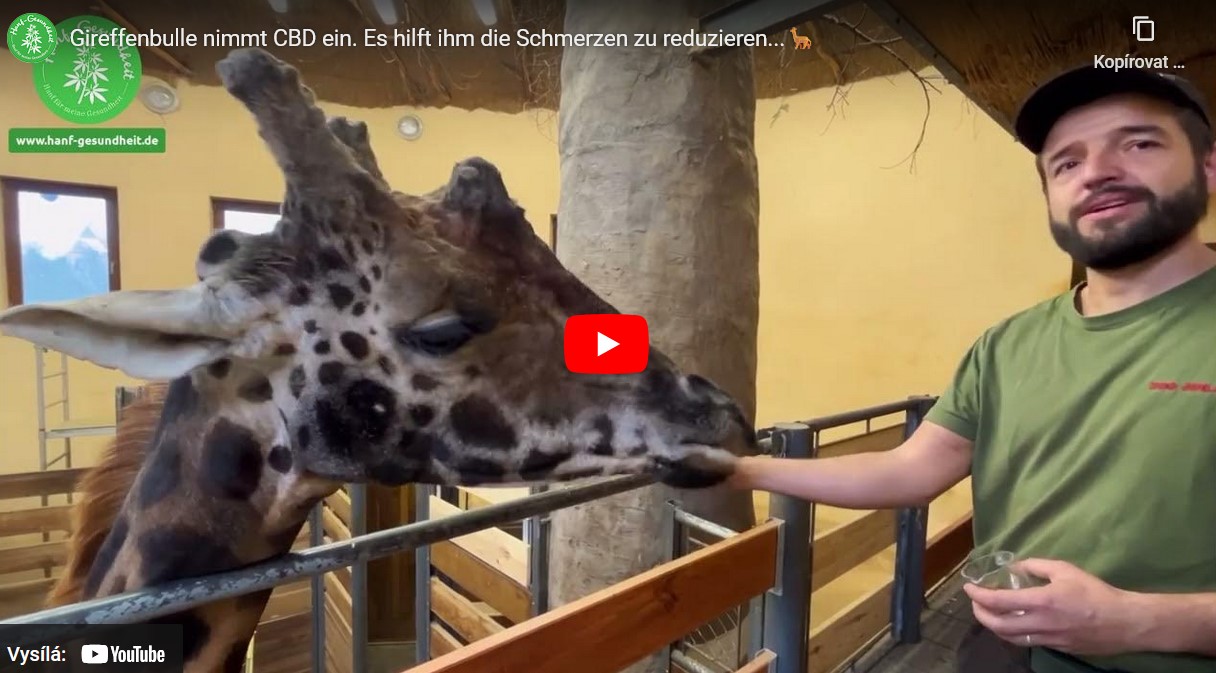 Giraffenbulle Zuberi mag CBD Leckerlis