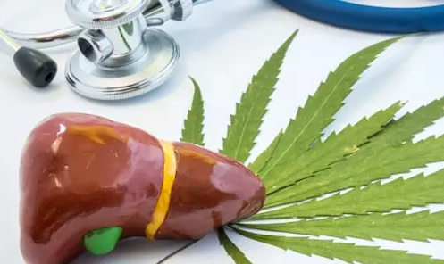 Hanf – Änderung des Lebens für Leberkrankheit