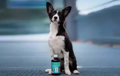 Hanfsamenöl für das Hundefell