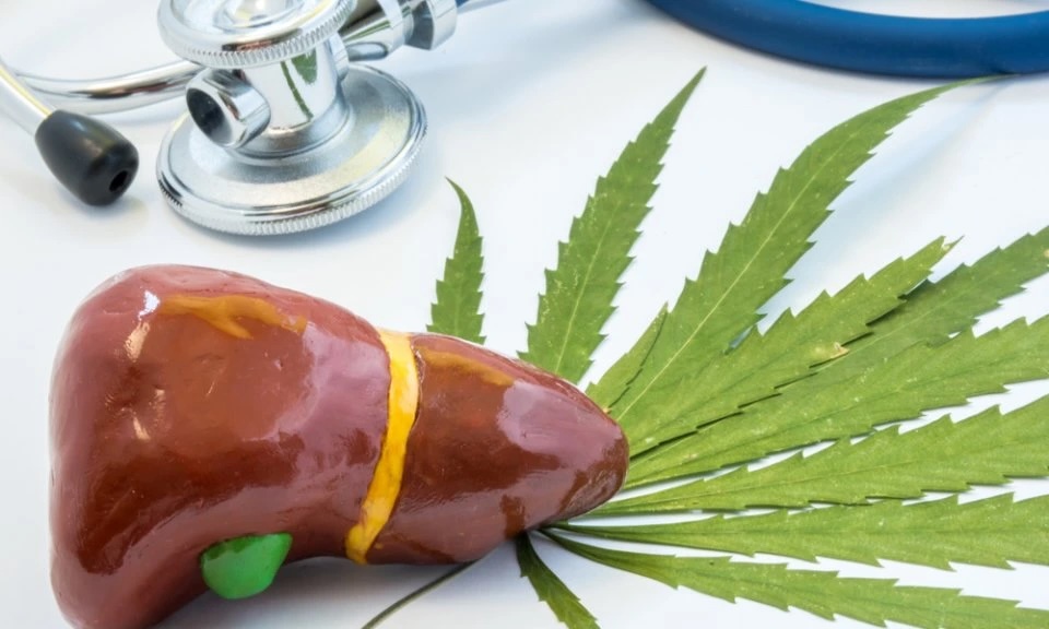 Cannabis und CBD – wie sie das Leben mit Lebererkrankungen verändern