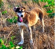 Mein Hund hat Krebs... Ich behandle ihn mit Hanf!