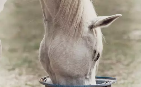Müsli für Pferde - Futter mit Hanf