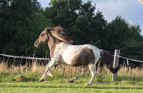 Wirkung von CBD auf PSSM bei Pferden