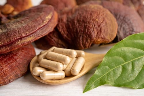 Reishi: Wirkung und Anwendung