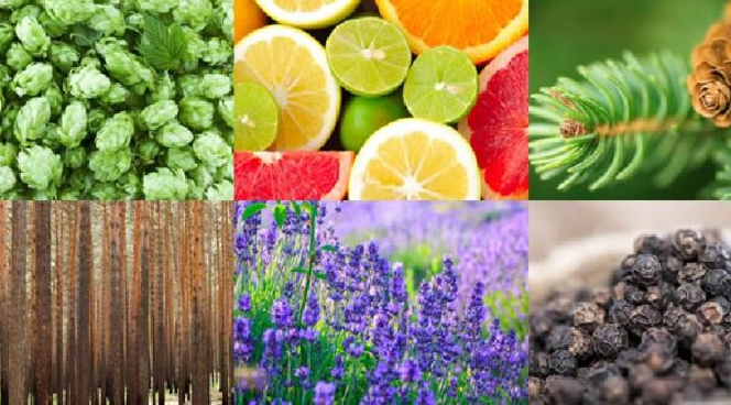 Terpene – Aromatisches Geschenk von Hanf